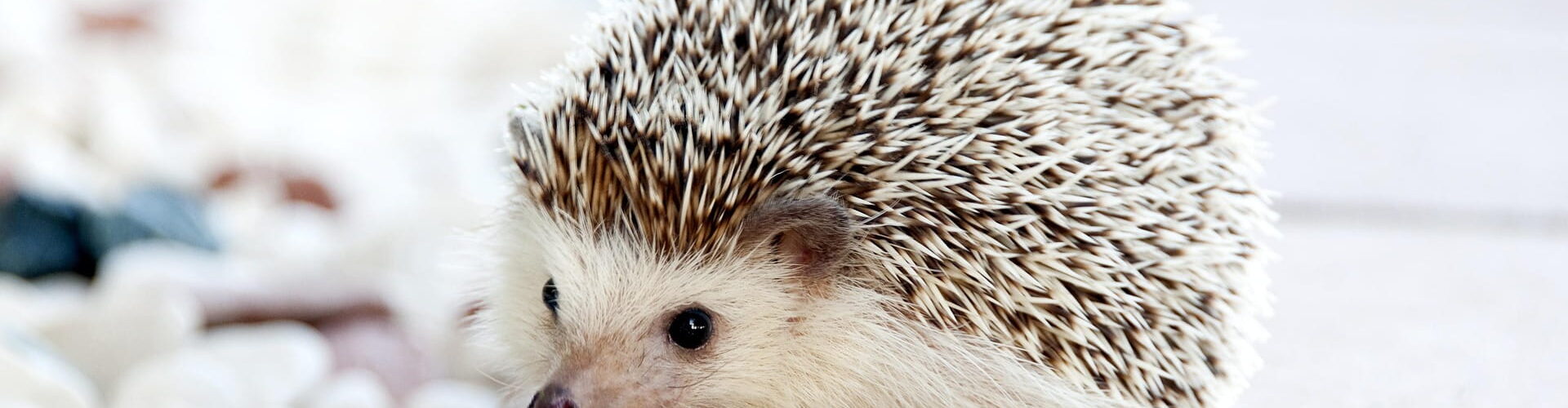 Das Igel Prinzip Titelbild